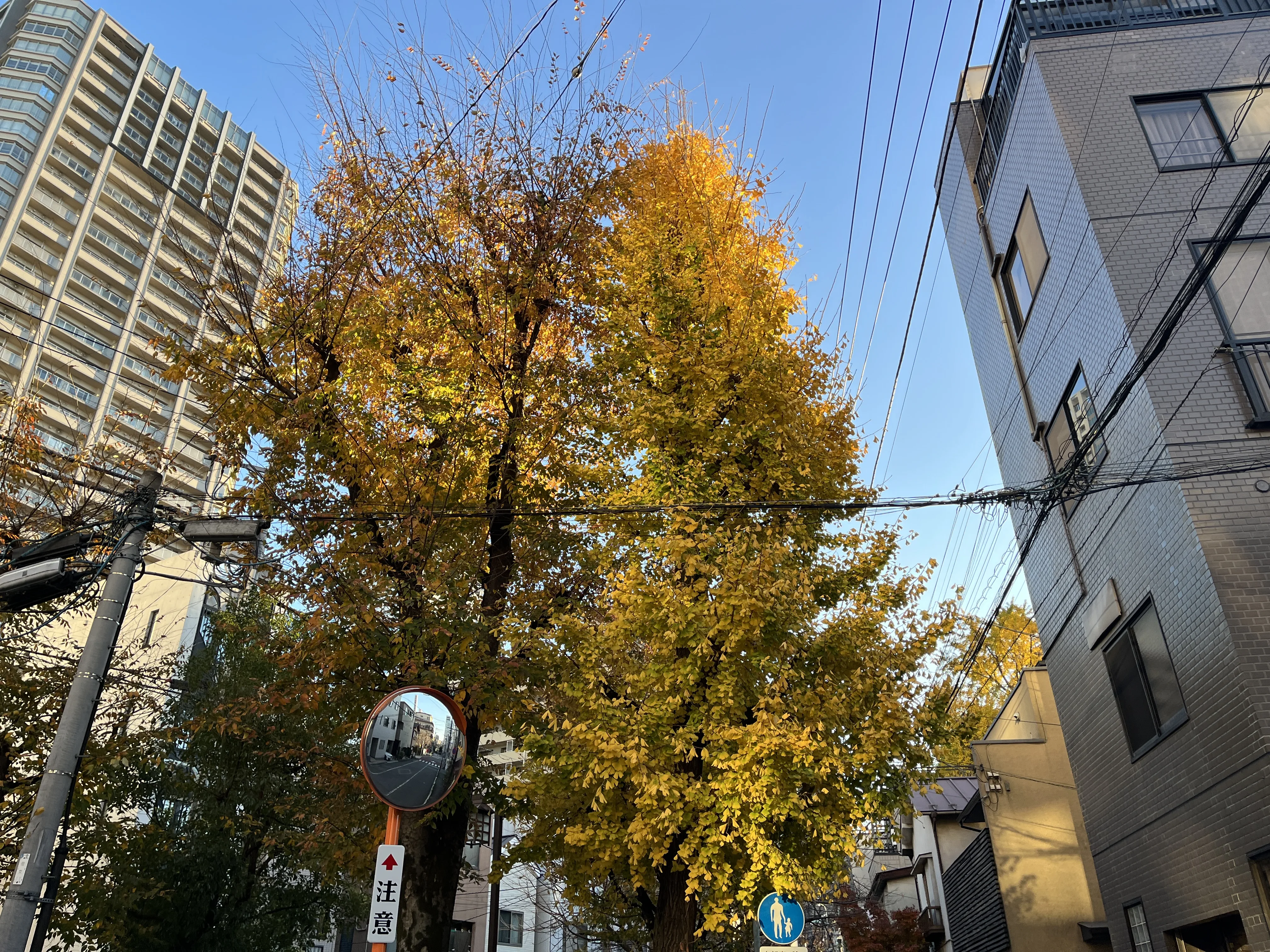 Beautiful ginkgo trees along the path to teamLab Planets TOKYO