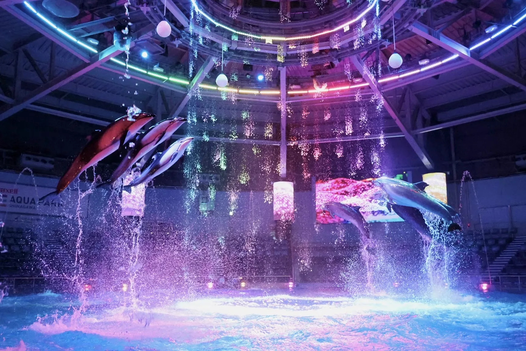 Spectacular dolphin show at Maxell Aqua Park