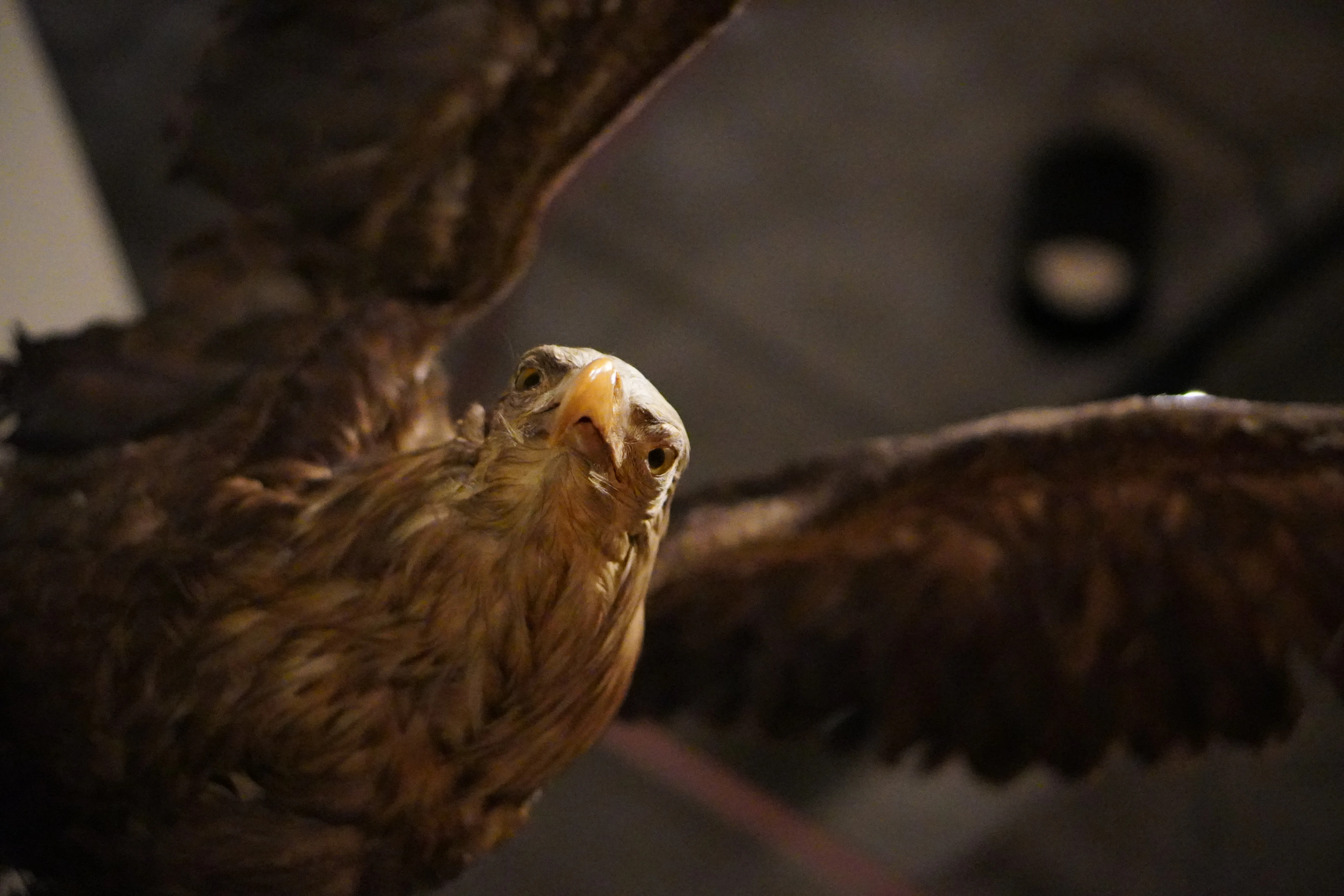 Bird specimen at Intermediatheque