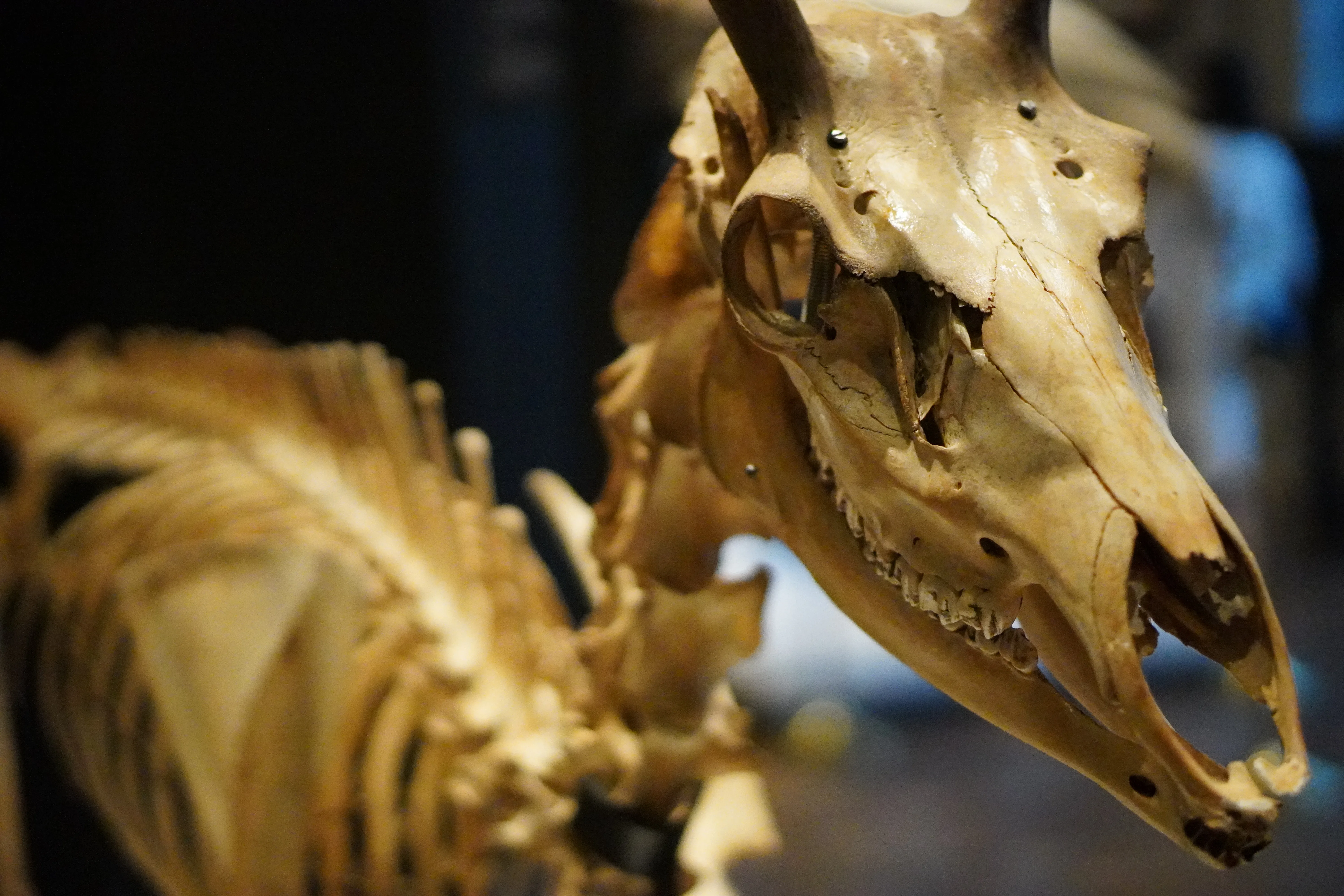 Deer skeleton display at Intermediatheque