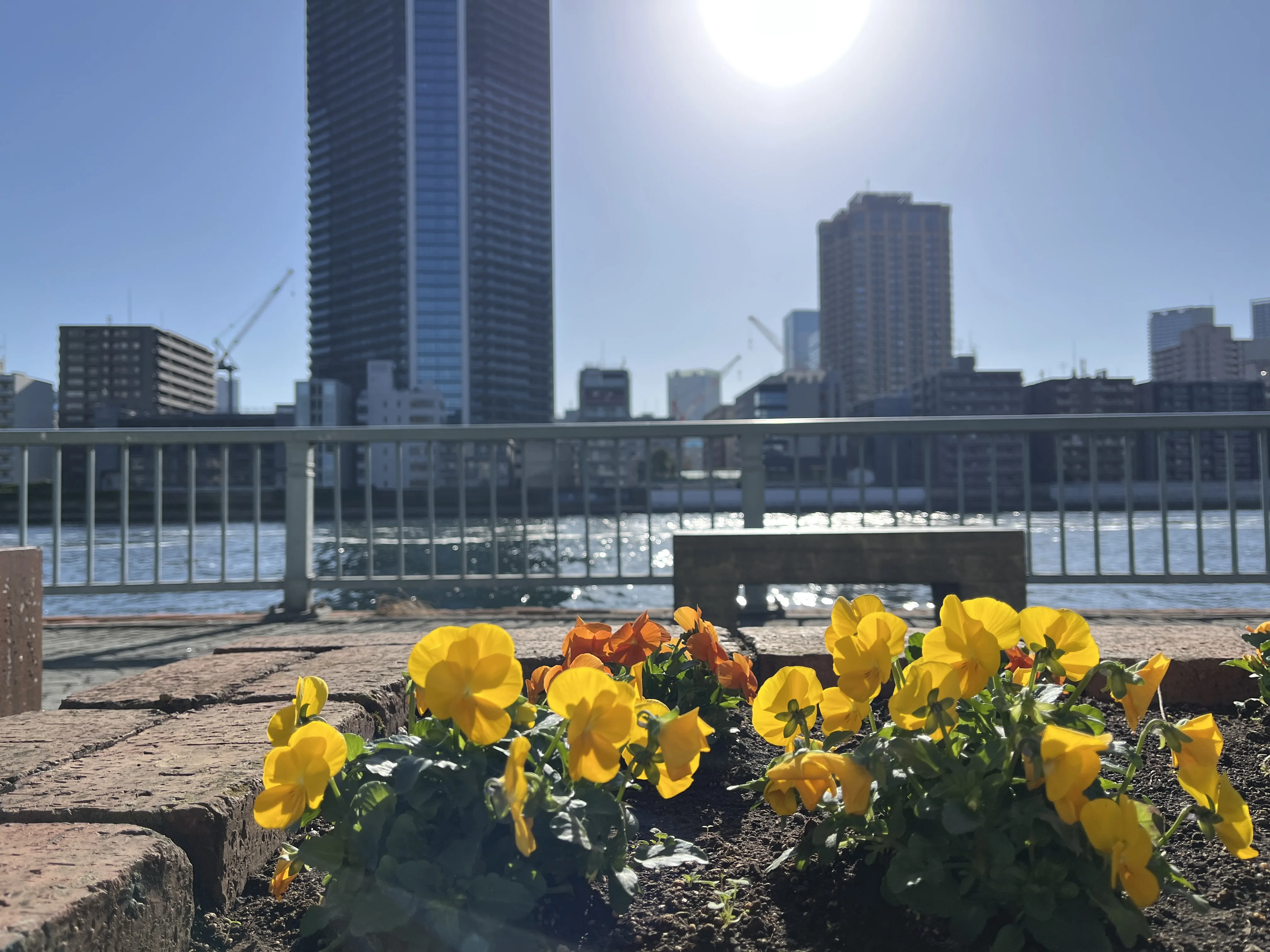 Yellow flowers blooming along the Sumida River