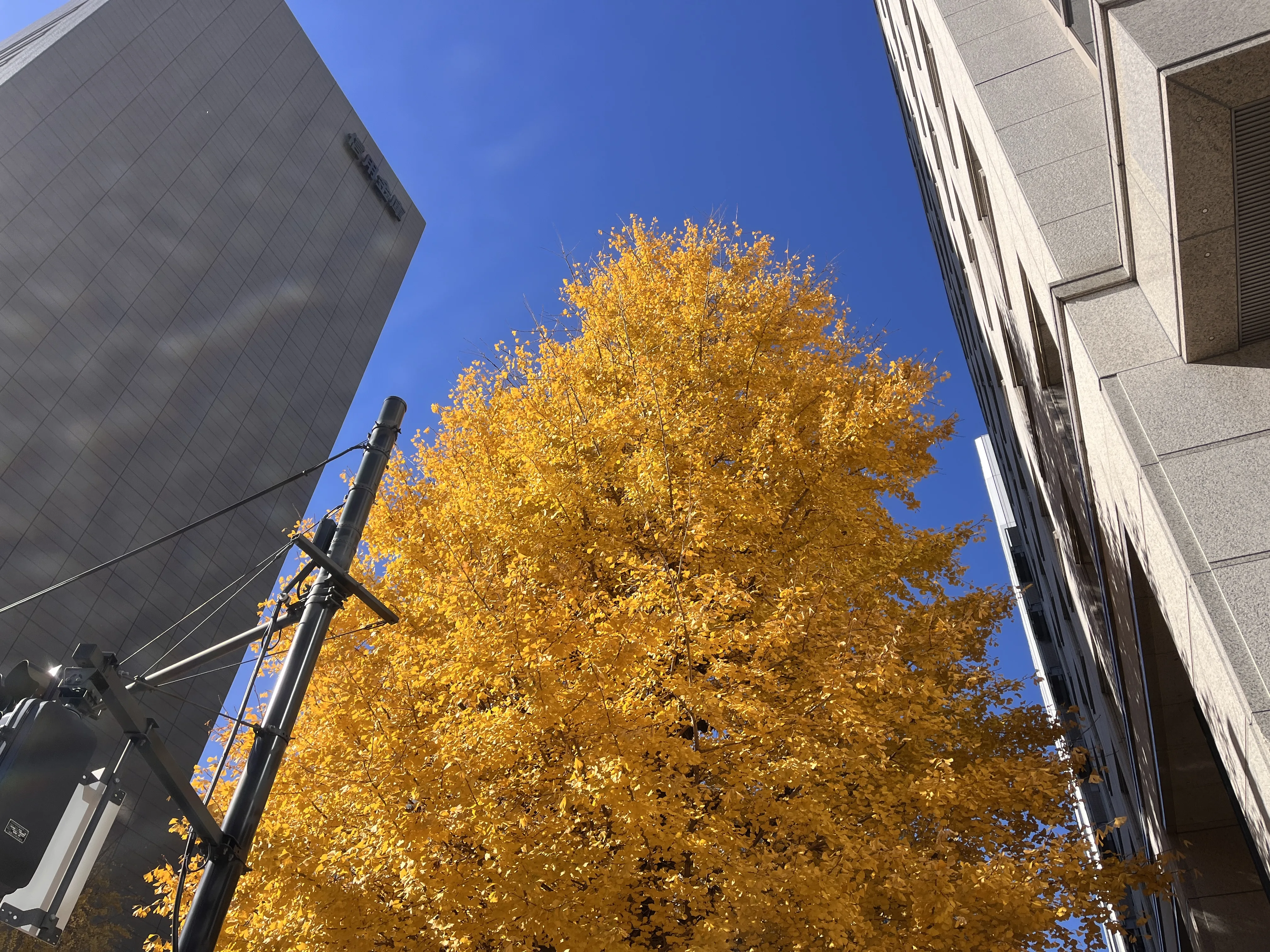 Ginkgo dorado contra el cielo azul — La belleza estacional oculta de Tokio